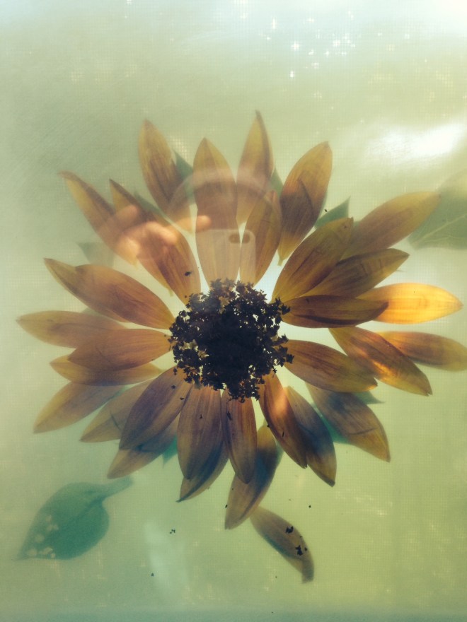 Bloom Mixed media in glass layers